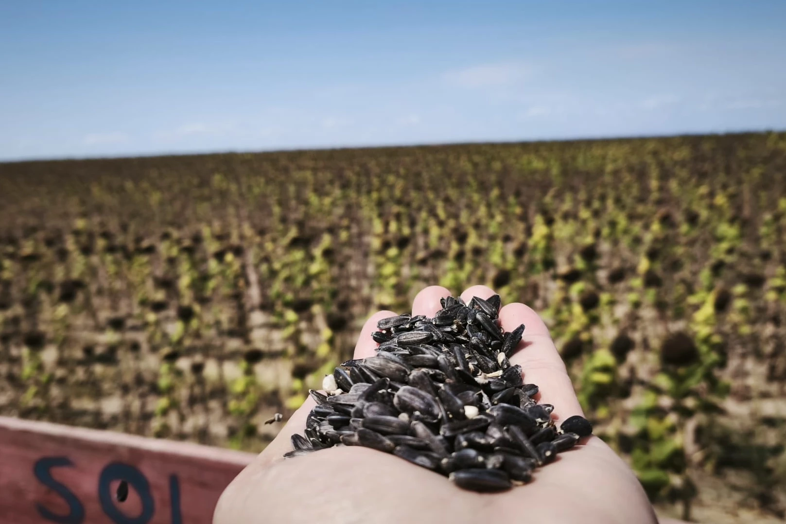 İpsala CHP’li Meclis Üyeleri: Ayçiçeğinde fiyat revize edilmeli