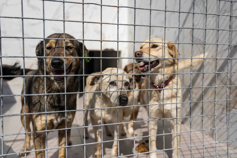 İzmir Bornova’da can dostlara büyük destek