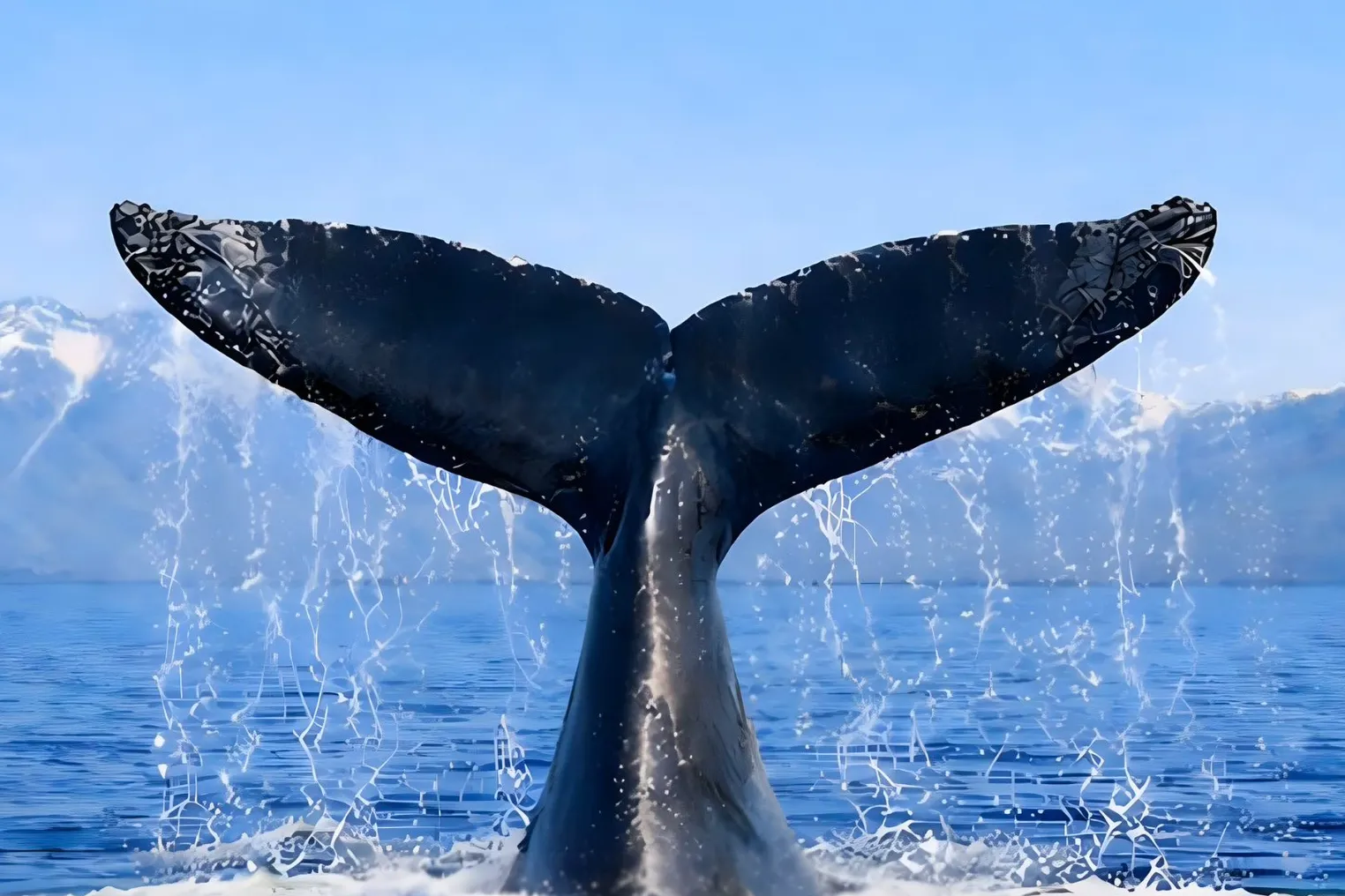 Türkiye, Uluslararası Balinacılık Komisyonu'nda